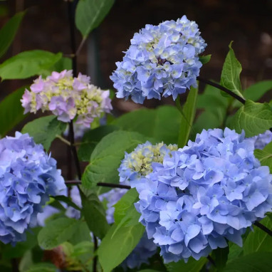 Hortensia SO LONG® 'Ebony' - Hydrangea | Achat direct au producteur