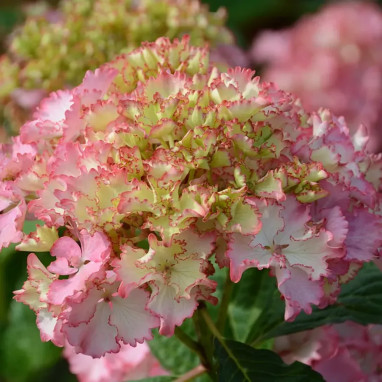 Hortensia SO LONG® 'Sunny' - Hydrangea | Achat direct au producteur