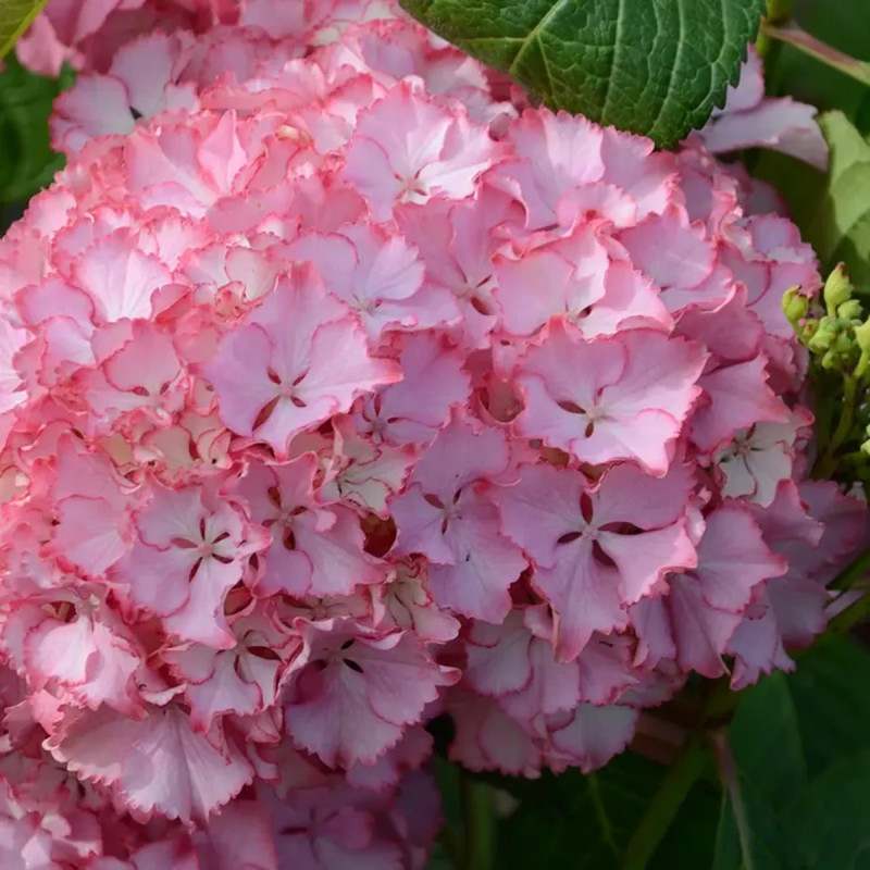 Hortensia SO LONG® 'Sunny' - Hydrangea | Achat direct au producteur