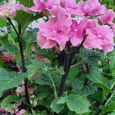 Hortensia SO LONG® 'Aya' - Hydrangea | Achat direct au producteur