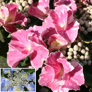 Hortensia SO LONG® 'Starlit Sky' - Hydrangea | Achat direct producteur