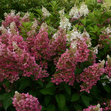 Hortensia paniculé Candlelight® - Hydrangea | Achat direct au producteur