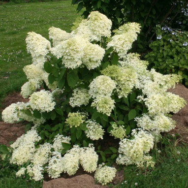 Hortensia paniculé Dentelle de Gorron® - Hydrangea | Achat direct