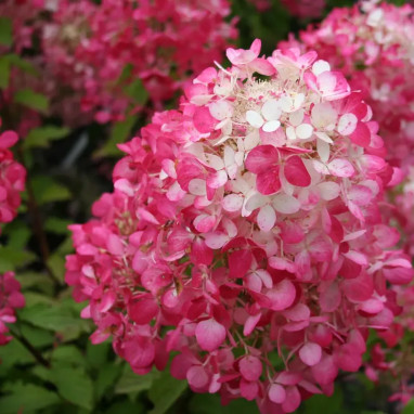 Hortensia paniculé Diamant Rouge® - Hydrangea | Achat producteur