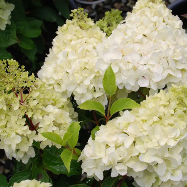 Hortensia paniculé Diamantino® - Hydrangea | Achat direct au producteur