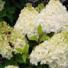 Hortensia Paniculé Diamantino®