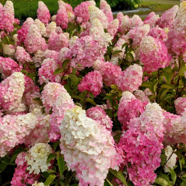 Hortensia Fraise Melba® - Hydrangea paniculata | Achat producteur