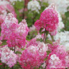 Hortensia Paniculé Framboisine®