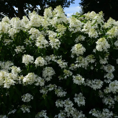 Hortensia paniculé Great Star® - Hydrangea | Achat direct au producteur