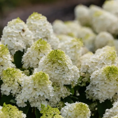 Hortensia paniculé Little Hottie® - Hydrangea | Achat direct au producteur