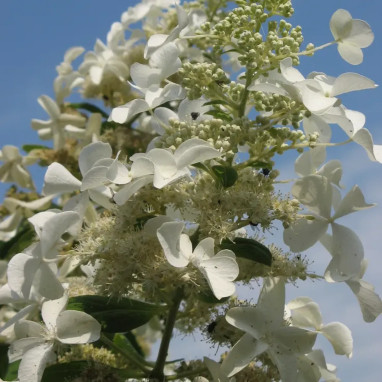 Hortensia paniculé 'Levana' - Hydrangea | Achat direct au producteur
