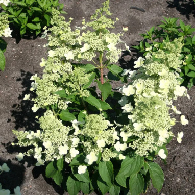 Hortensia paniculé MAGICAL® Himalaya - Hydrangea | Achat direct au producteur