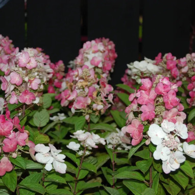 Hortensia paniculé MAGICAL® Fire - Hydrangea | Achat producteur