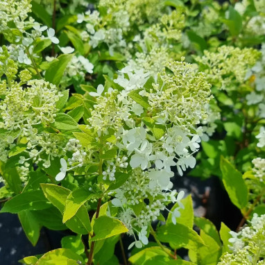 Hortensia paniculé MAGICAL® Matterhorn - Hydrangea | Achat producteur