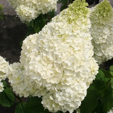 Hortensia paniculé MAGICAL® Moonlight - Hydrangea | Achat direct au producteur