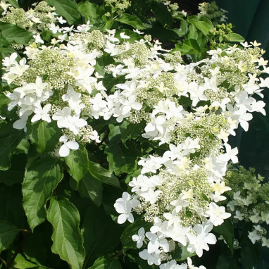 Hortensia paniculé MAGICAL® Starlight - Hydrangea | Achat producteur