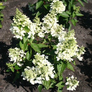 Hortensia paniculé MAGICAL® Vesuvio - Hydrangea | Achat direct au producteur