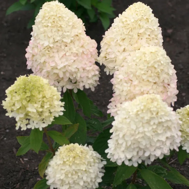 Hortensia paniculé MAGICAL® Sweet Summer - Hydrangea | Achat producteur