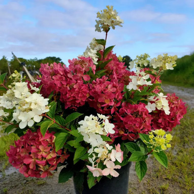 Hortensia paniculé Petite® Star - Hydrangea | Achat direct au producteur