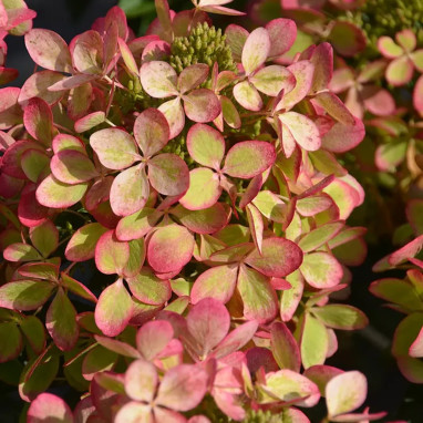 Hortensia paniculé Pastelgreen® - Hydrangea | Achat direct au producteur