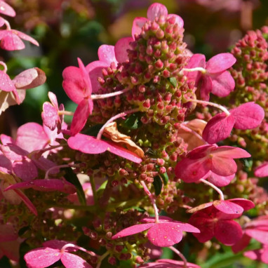 Hortensia paniculé Prim'red® - Hydrangea | Achat direct au producteur