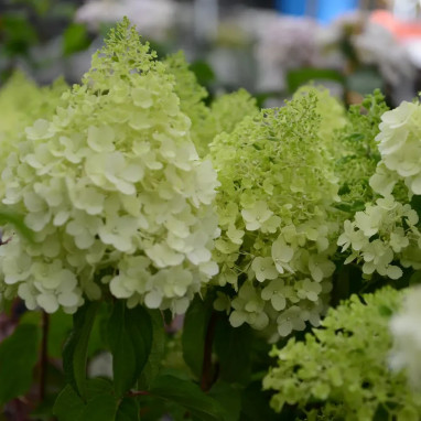 Hortensia paniculé 'Polar Bear' - Hydrangea | Achat direct producteur