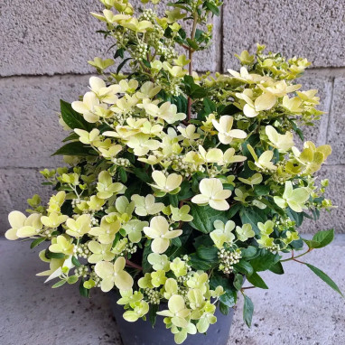 Hortensia paniculé Polestar® - Hydrangea | Achat direct au producteur