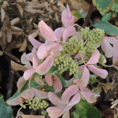 Hortensia paniculé Star rose 'Rensar' - Hydrangea | Achat producteur
