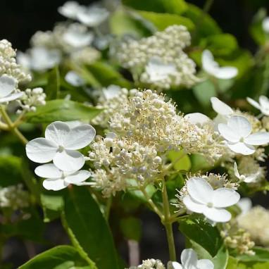Hortensia paniculé Prim'white® - Hydrangea | Achat direct au producteur