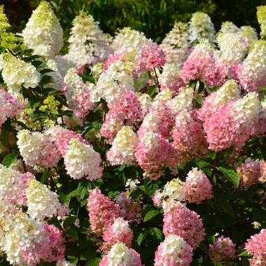 Hortensia paniculé Sundae Fraise® - Hydrangea | Achat direct au producteur