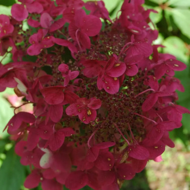 Hortensia paniculé 'Wim's Red' - Hydrangea | Achat direct au producteur