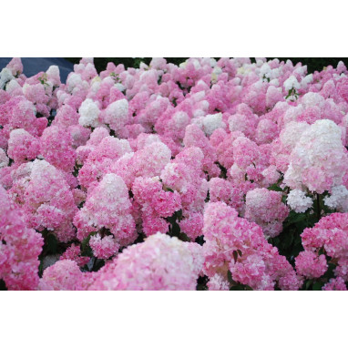 Hortensia paniculé Vanille-Fraise® - Hydrangea | Achat direct au producteur