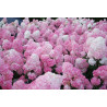 Hortensia Paniculé Vanille-Fraise®