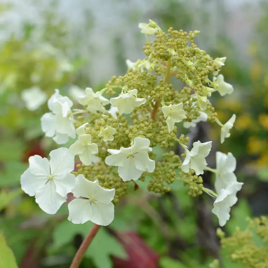 Hortensia Ice Crystal - Hydrangea quercifolia | Achat producteur