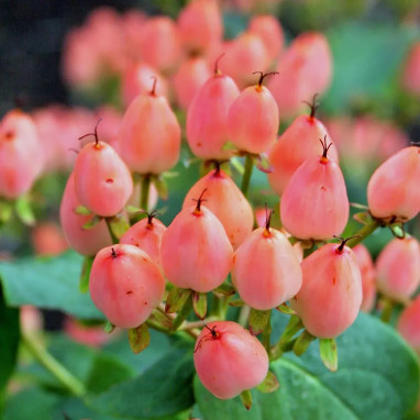 Millepertuis MAGICAL® Innocence - Hypericum | Achat direct au producteur