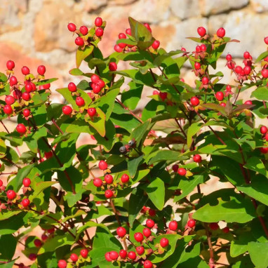 Millepertuis MAGICAL® Red Fame - Hypericum | Achat direct producteur