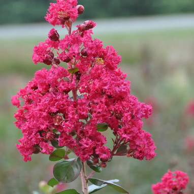Lilas des Indes Braise d'été® - Lagerstroemia | Achat direct producteur