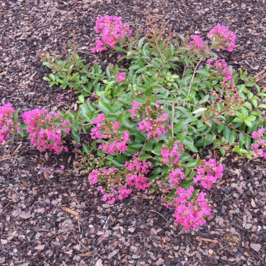 Lilas des Indes MIMIE® Fuchsia - Lagerstroemia | Achat producteur