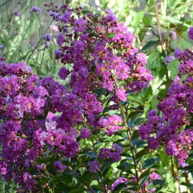 Lilas des Indes Violet d'été® - Lagerstroemia | Achat direct au producteur