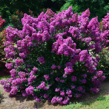 Lilas des Indes 'Purple magic' - Lagerstroemia | Achat producteur