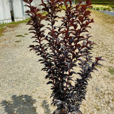 Lilas des Indes 'Sunset Magic' - Lagerstroemia | Achat producteur