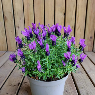 Lavande papillon MAGICAL® Posy Purple - Lavandula | Achat producteur