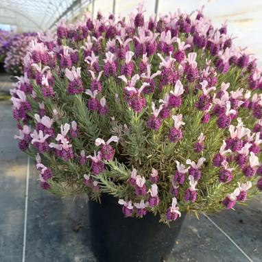 Lavande MAGICAL® Posy Pink - Lavandula stoechas | Achat producteur