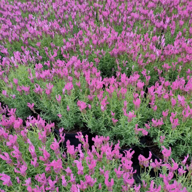 Lavande papillon THE PRINCESS® - Lavandula | Achat producteur