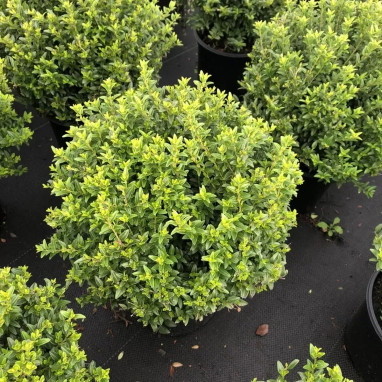 Chèvrefeuille GARDEN CLOUDS® Green Breeze - Lonicera | Achat producteur