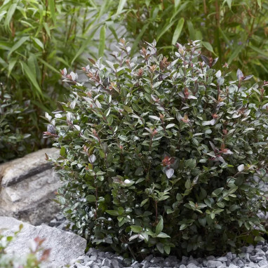 Chèvrefeuille GARDEN CLOUDS® Purple Storm - Lonicera | Achat direct au producteur