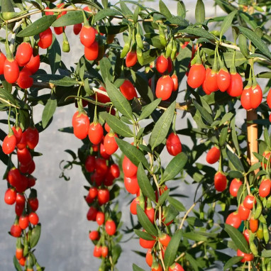 Goji Princess Tao® - Lycium barbarum | Achat direct au producteur