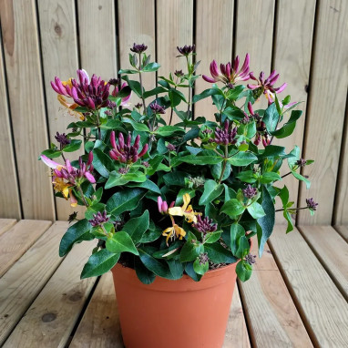 Chèvrefeuille Chic & Choc® - Lonicera | Achat direct au producteur