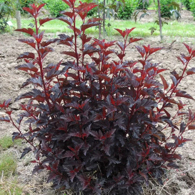 Physocarpus All Black® 'MINALL2' - Physocarpus | Achat producteur