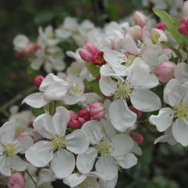 Pommier PERPETU® 'Evereste' - Malus | Achat direct au producteur